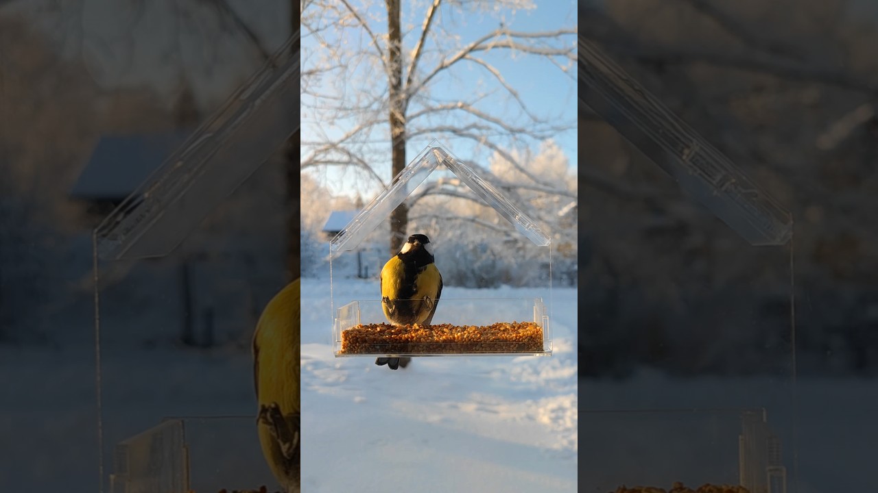 Кормите птиц зимой? 