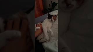 purring catalarm