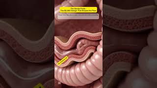 The Gentle Folds: The $2,400 Design That Shapes the Flow