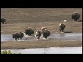 Tax Payer-Funded Yellowstone National Park Buffalo Harrassment