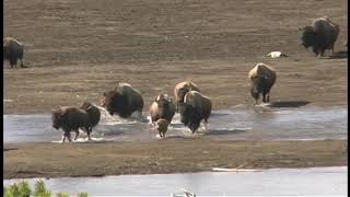 Tax Payer-Funded Yellowstone National Park Buffalo Harrassment