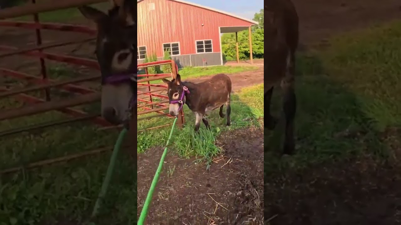 Day on a farm