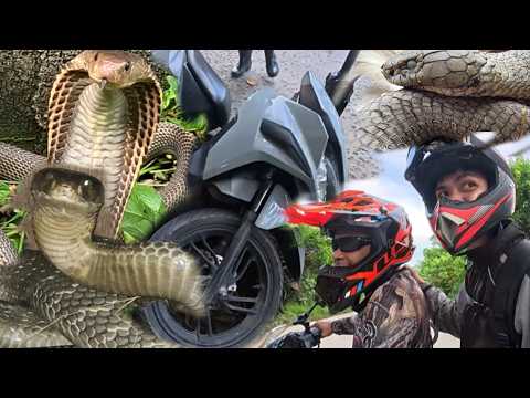 ANG SINAPIT NG GRUPO NI COBRA PRINCE SA PAG LALAKBAW PARA HULIHIN NG MGA MABALASIK NA COBRA