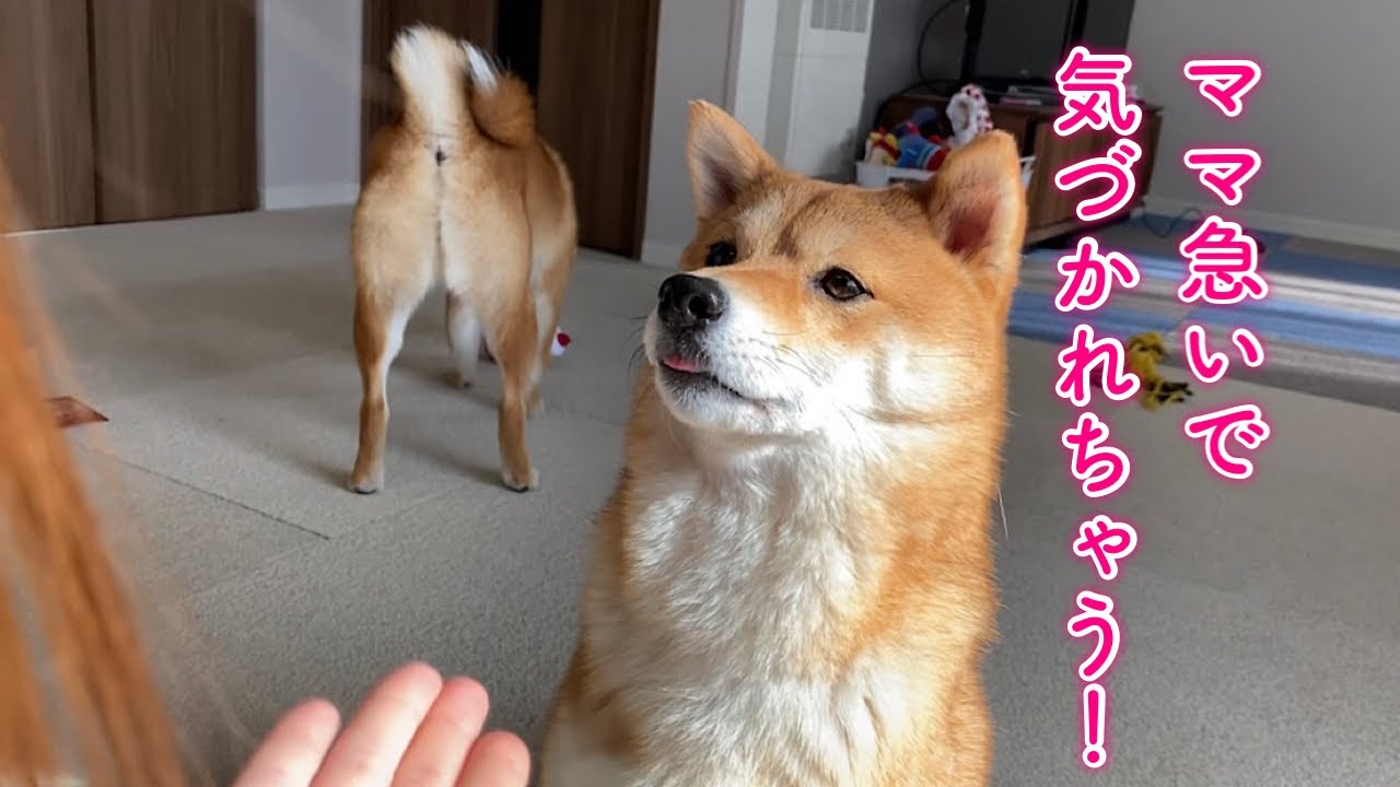 食いしん坊の目を盗んでおやつを食べる。スリルを味わう柴犬が可愛い