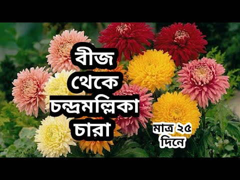 Video: Should You Deadhead Calendula Flowers: Alamin Kung Paano Deadhead Isang Calendula