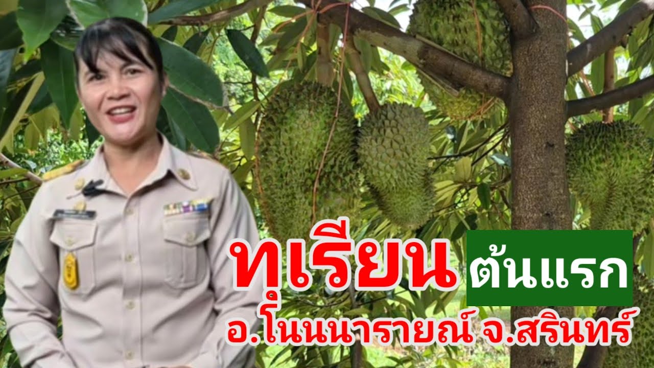 ทุเรียนต้นแรกของอำเภอโนนนารายณ์ จ.สุรินทร์ #สวนทุเรียน
