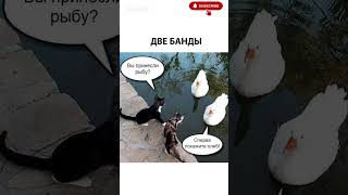 #приколы #юмор #смех #смешно #угар #ржака #мемы #смешныеролики #shorts #позитив