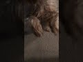 Teacup Yorkie Runs In Slow Mo #yorkie #puppy #dog #dogshorts #puppies
