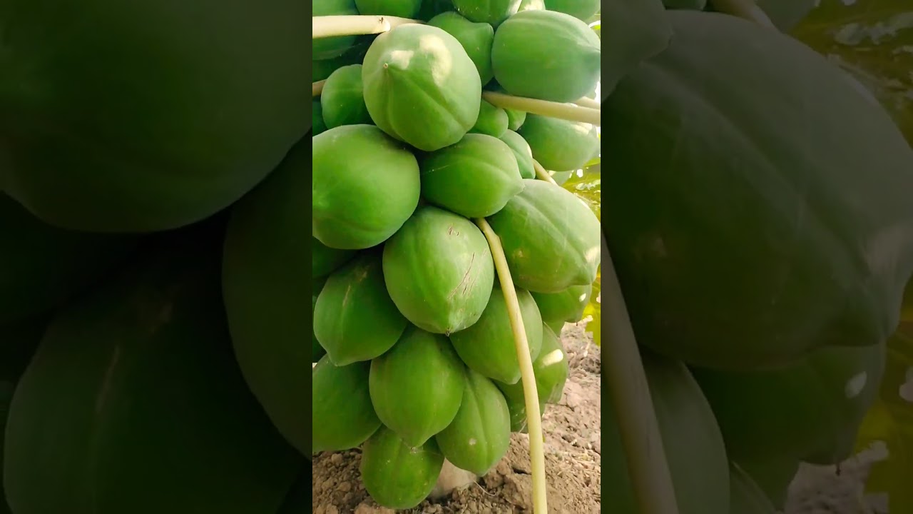 Papaya fruit agri Sindh Pakistan 