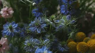 4K Free Stock Footage – Colorful Blue & Pink Wildflowers Bouquet | Beautiful Floral Close-Up screenshot 2