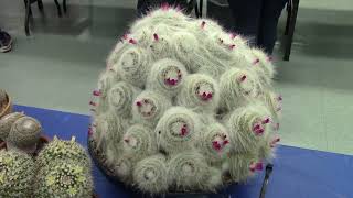 San Diego Cactus & Succulent Society Summer Show 2023 Pt. 2/5