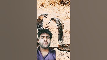 Clash of Giants Python Faces the KingCobra#shorts #kingcobra #animals#kingsnake#meerkat