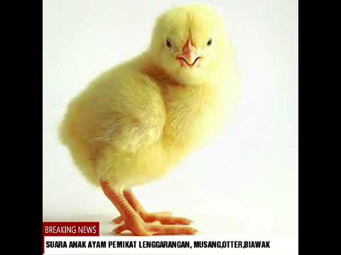  Download  Ampuh Suara  Anak Ayam Untuk Masteran Dan Pikat 