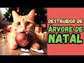 🐈MEU GATO AMARELO DESTRUIU A ÁRVORE DE NATAL - EU AMEI #natal