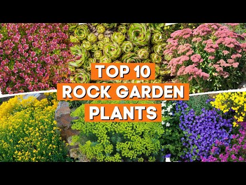 Videó: Növények sziklakertbe – Kertészeti tudás