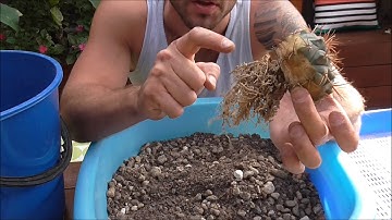 How To Re-Pot Cactus