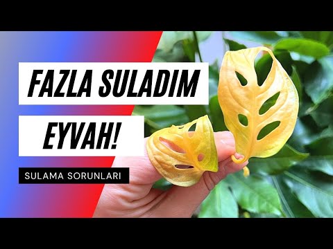 Video: Kökünden sökülmüş bir bitki nasıl kurtarılır?