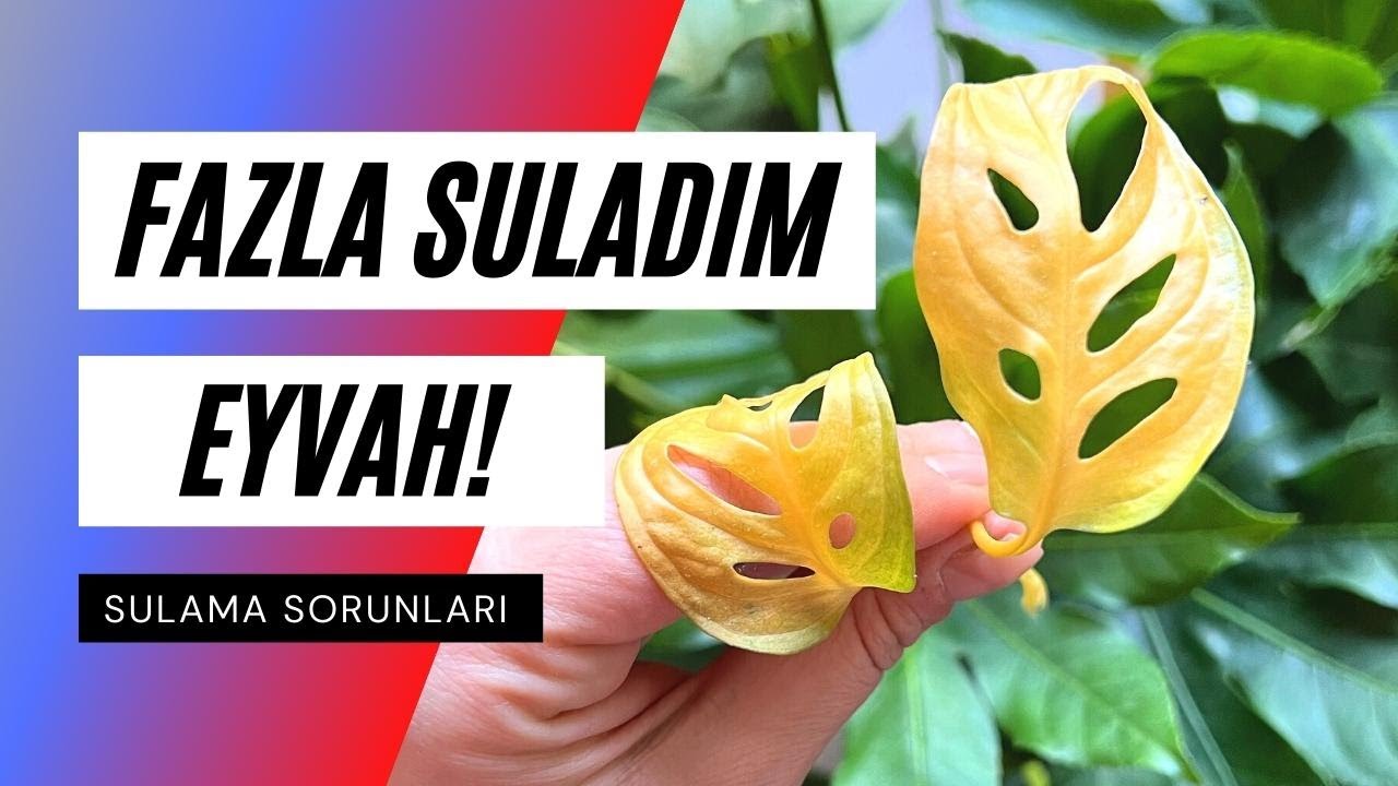 Fazla Sulanan Bitki Nasıl Kurtarılır? | Fazla Sulama Belirtileri ve Çözümü 👩‍🌾