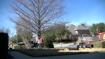 Time-Lapse Tree Cutting