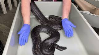Dark Chocolate STOUT Snake