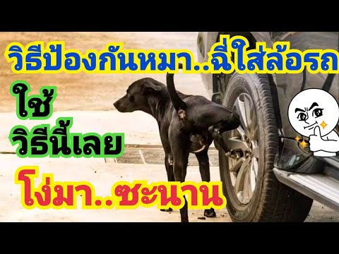 วีดีโอ: วิธีทำความสะอาดลังสุนัข