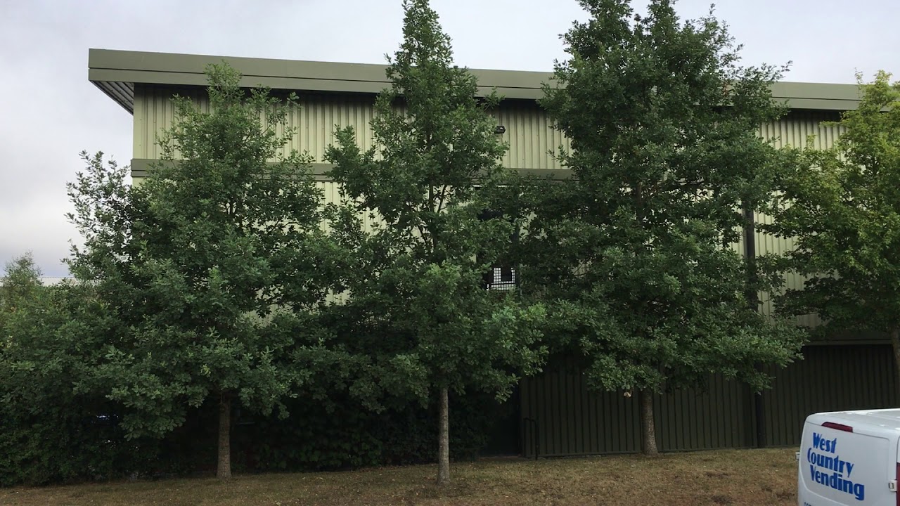 English Oak (Quercus robur) - young trees - August 2018