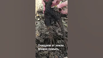 Мирабилис. Как сохранить корни цветов до весны