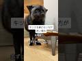 キツネを飼わない方がいい理由