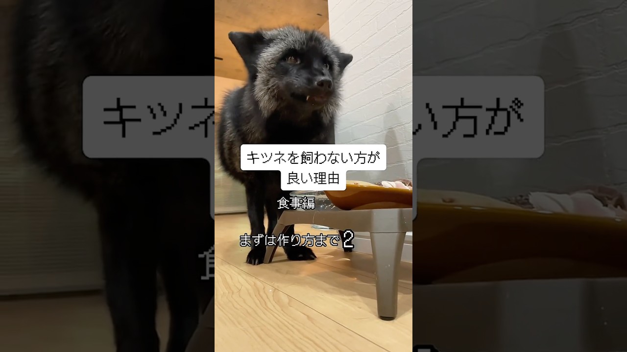 キツネを飼わない方がいい理由
