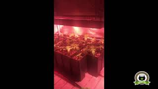 3-  Seguimiento marihuana LEC Criti-13 12 días