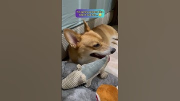 Shinji The Corgi POV of a Corgi