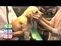 旅犬デビュー前に健康診断[tv009]【ポチたま公式】