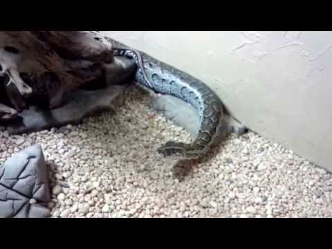 African Rock PYTHON (Python Sebae)