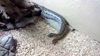 African Rock PYTHON (Python Sebae)