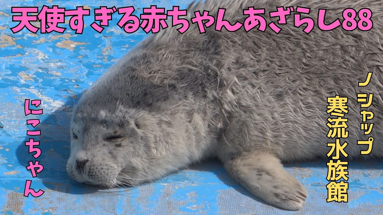 天使すぎる赤ちゃんあざらし88 にこ / Baby seal that is too