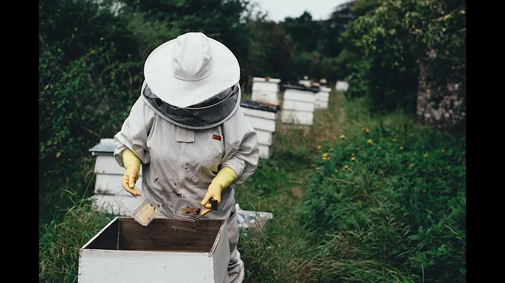Harvesting Honey From Africanized Bees #Gallivanting | CaribbeanPot.com