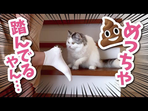 猫が落としたアレを踏んで奥さんがお怒りになられました【おしゃべりする猫】