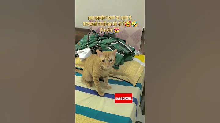 Video 11262241: cat kitten pets funnycat, kitten pet animal funnycat, kitten cute pets funnycat, cat kitten pets funny