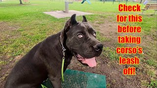 Off Leash Recall Could Have Ended Badly Had I Not Noticed This! | Carla Darling