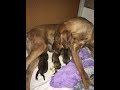 The first birth of rhodesian ridgeback female