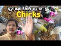 Chuze kahan shift kar raha hu  chicks growth after one month