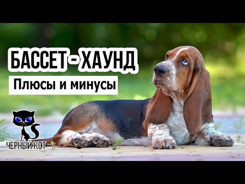 ✔ Бассет-хаунд плюсы и минусы. Достоинства и недостатки породы. За что любят бассет-хаунда?