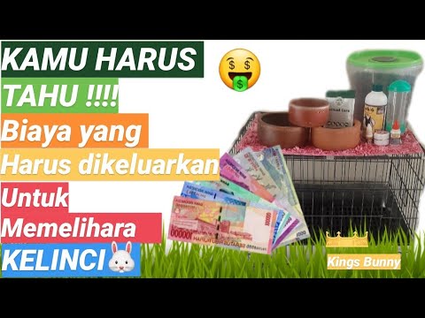 Video: Berapa Biaya Merawat Kelinci?