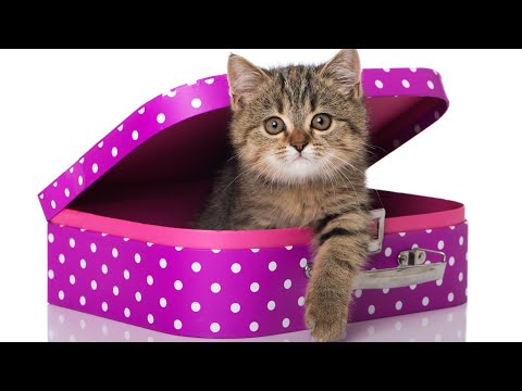 Ifaa Aragufi Dukana Darabinii Wanata Jiruu