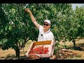 Najveća plantaža trešanja u Europi CRO Cherry nalazi se u Ninskim Stanovima, mjestu u okolici Zadra