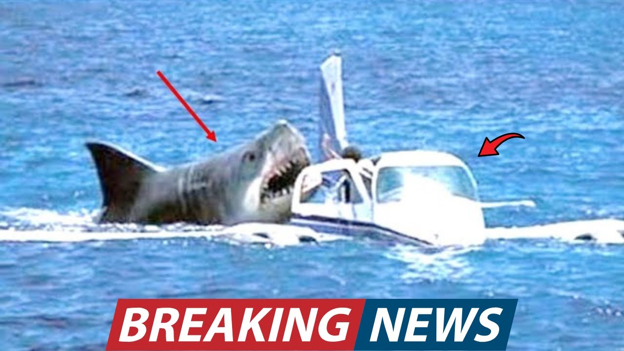Crashed Pilot Begged for Rescue After an Encounter With a Giant Shark ...
