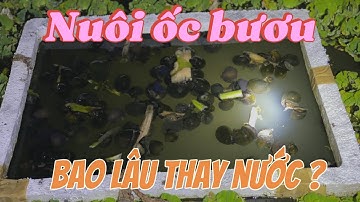 Nuôi ốc bươu đen bao lâu thì thay nước một lần ? PH trong ao nuôi như thế nào là chuẩn ?