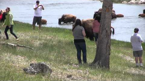 Stupid People by bison in yellowstone.