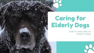 Taking Care of your Senior Aging Dogs | The Ultimate Guide by BudgetPetCare 86 views 1 year ago 1 minute, 43 seconds