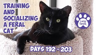 Training And Socializing A Feral Cat * Part 21 * Days 192  203 * Cat Video Compilation